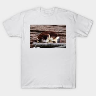Matschie’s Tree Kangaroo T-Shirt